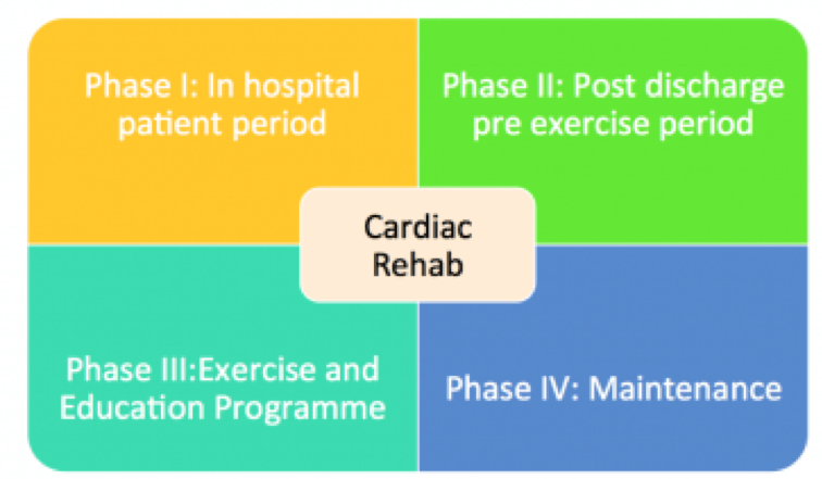 cardiac phases