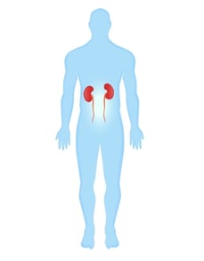 Diabetes and Your Kidneys: It's a Love-Hate Relationship